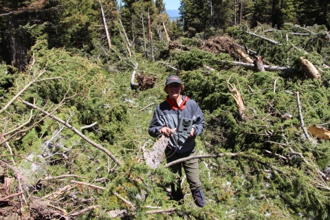 A young man holds a wildlife camera standing in a pile of downed trees.