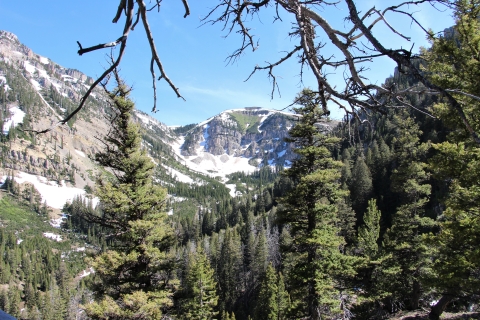 A mountain view with blue skies, snow, and green trees.