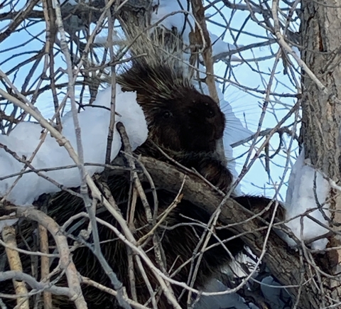 Porcupine in a tree at Ouray NWR