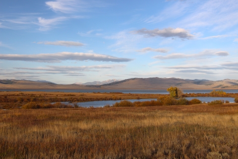 Brown grass dances in the breeze with a partly clouded sky and wetlands in the background.