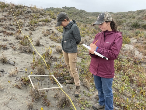 Two ladies surveying plants in Wadulh dunes