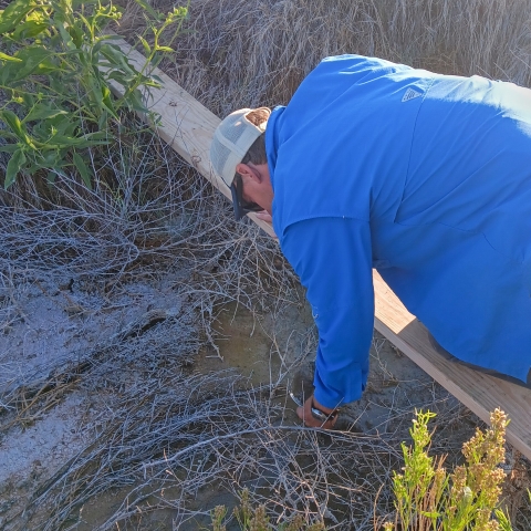 Man with blue shirt leans off board to collect mud from a drying river bed.