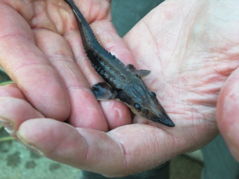 A biologist holds a baby lake sturgeon. It has a ridge of dull spines trailing down its backbone, giving it a prehistoric look.