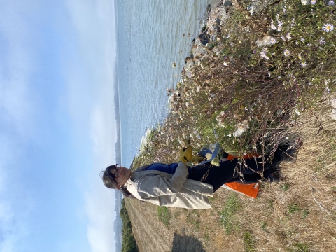 Volunteer removing invasive plants at Humboldt Bay National Wildlife Refuge.