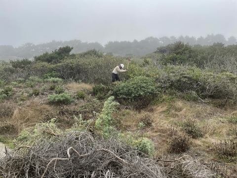 An ACE crew member removing invasive lupin in the dunes.