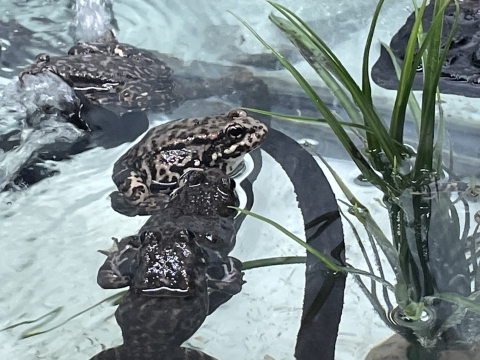 multiple grayish frogs with black spots sit in terrarium