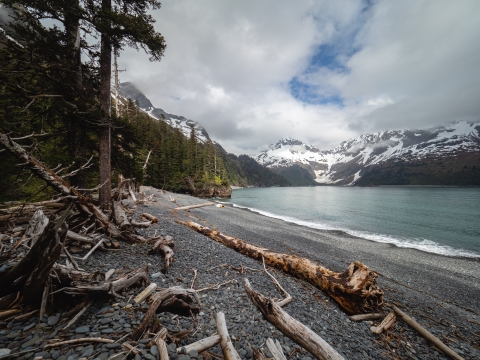 Rocky beach with driftwood in foreground. Several small pieces of trash and plastic bottles mixed in with the wood. Snow covered mountains visible in the background.