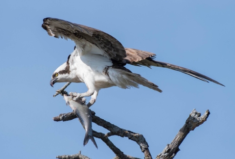 Osprey with fish prey perching on a tree branch