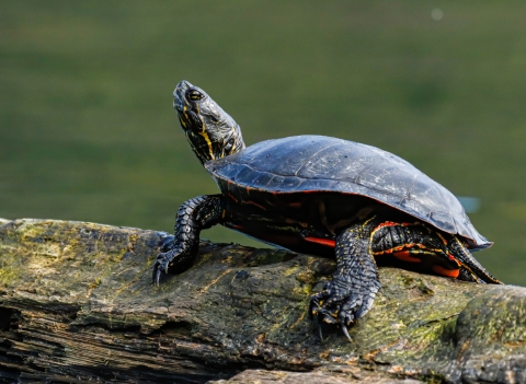 A painted turtle basking on a log