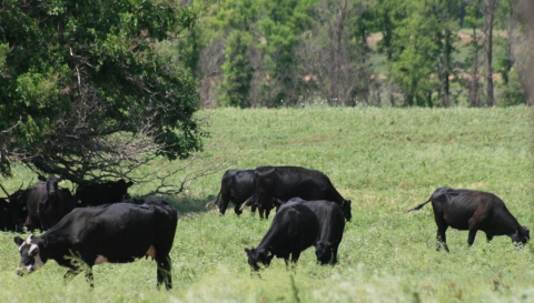 Cows grazing on green grass