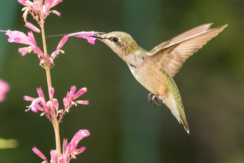 Female ruby-throated hummingbird drinking nectar from a pink flower