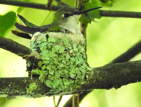Female ruby-throated hummingbird in her nest 