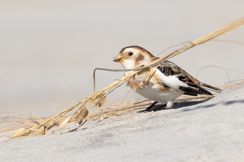 Brown, black, white small bunting holding a stalk of sea oats standing in sand