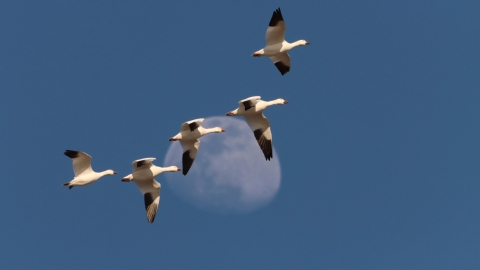 Snow geese migrating with a blue sky and moon in the background