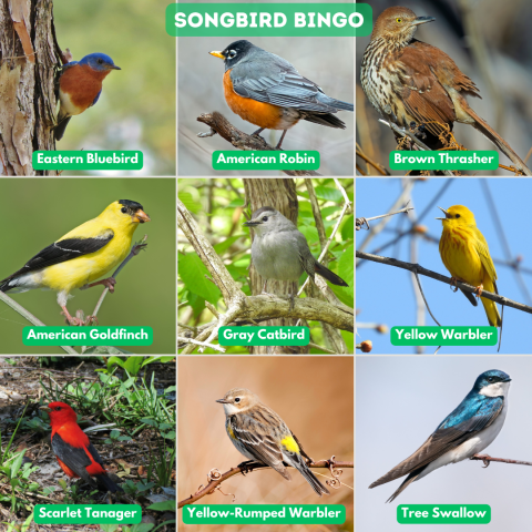 A bingo board with nine different songbirds that reads "Songbird Bingo". The nine different birds are the Eastern bluebird, American robin, brown thrasher, American goldfinch, gray catbird, yellow warbler, scarlet tanager, yellow-rumped warbler, and tree swallow.