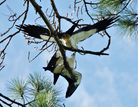 A swallow-tailed kite transfers a grasshopper to another bird.