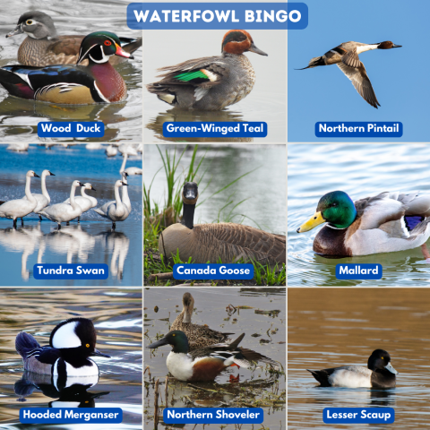 A bingo board with nine different types of waterfowl birds that reads "Waterfowl Bingo". The nine birds are the wood duck, green-winged teal, Northern pintail, tundra swan, Canada goose, mallard, hooded merganser, Northern shoveler, and lesser scaup.