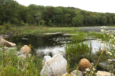 View of a wetland area with rocks and wildflowers along the edge of a pond where grass and lily pads grow, with a forest along the other side of the pond. 