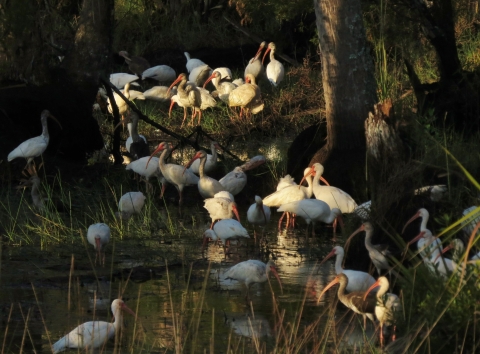 A group of white ibis in the water.