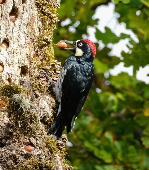 An acorn woodpecker places an acorn in one of many small, round hollows along a tree trunk.