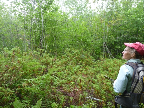 A woman with a backpack, ballcap, and clipboard stands looking at a wetland within shrubby woodland.