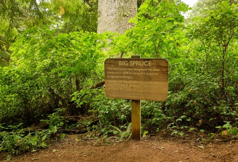 Big Spruce informational sign