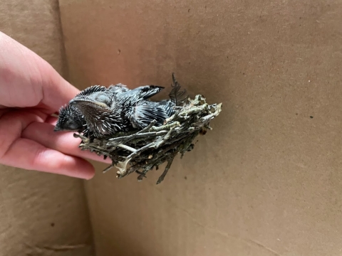 a hand holds a chimney swift nest with a chick in it