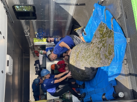a manatee in a truck with caregivers