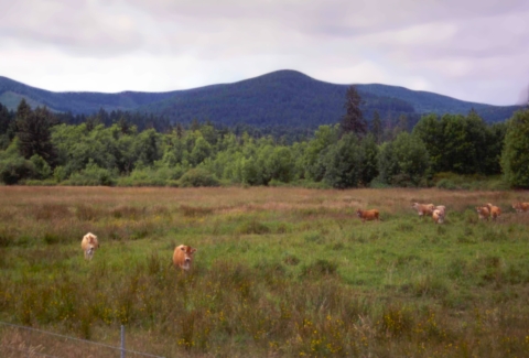 Cows in a wet field with low mountains behind.