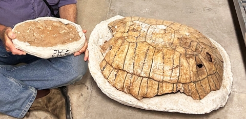 Person holding fossilized tortoise eggs next to a fossilized tortoise shell.