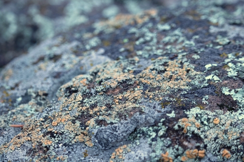 Light green and light orange colored lichen grows in a pattern that looks almost spray-painted upon a rock. With how close the photo is taken you can see distinct round shapes in the lichen. Both the foreground and background showcase the crustose lichen, but the background is blurred out to bring the foreground into focus. 