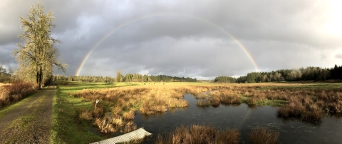 A rainbow arches over a wetland landscape with a gravel road on one side.