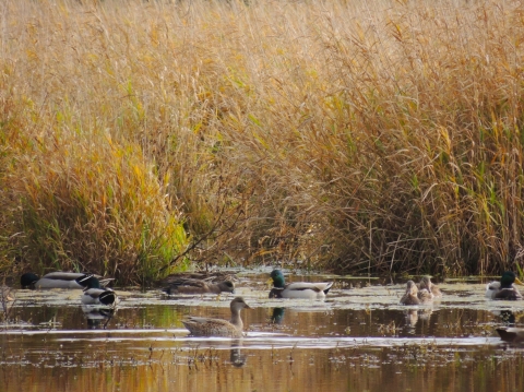 Ducks float and feed in a pond with tall phragmites grass in background, tinted golden from autumn.