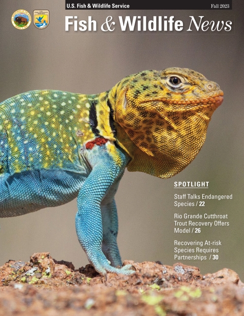 Cover of Fish & Wildlife News with colorful lizard