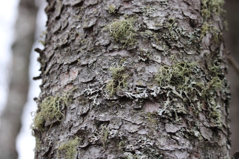 Light green colored lichen grows three dimensionally off a tree with flaky bark in what appears to be miniature shrubs. Underneath, bluish-white lichen grows in a more two-dimensional, leaf-like, pattern.