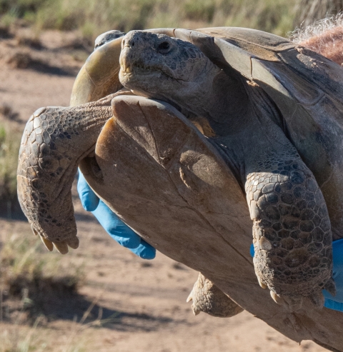 Closeup of a large bolson tortoise being held with gloved hands, with desert grassland in the background