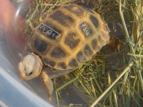 Closeup of a bolson tortoise hatchling.