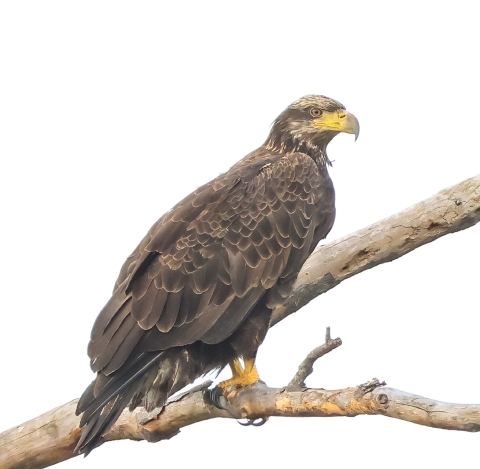Juvenile bald eagle (all brown plumage partial yellow beak) stands on a tree branch.