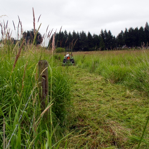 A tractor in use mowing down very tall grass.