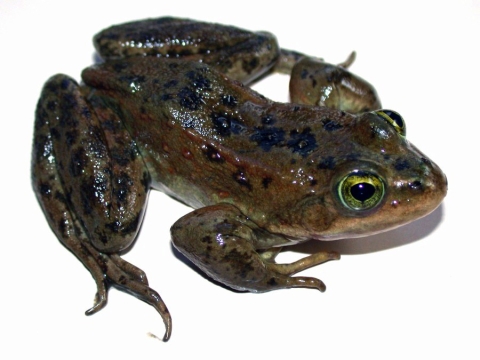 Frog with dark splotches on skin, long toes, and golden eyes.