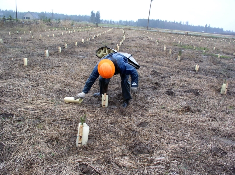 A worker in hardhat bends to pick up a plant protector in a field full of rows of plants with plastic protectors.