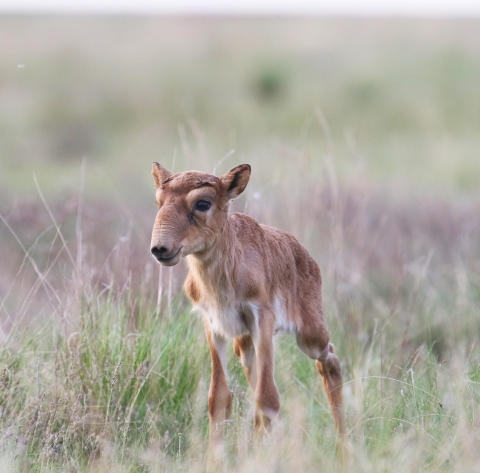 A saiga antelope calf in a field.