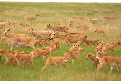 Numerous saiga antelopes in a grassy area.