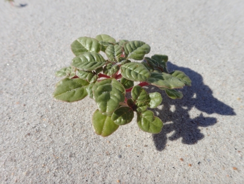 A close-up shot of a short plant with many tiny green leaves and red stems in a sandy environment