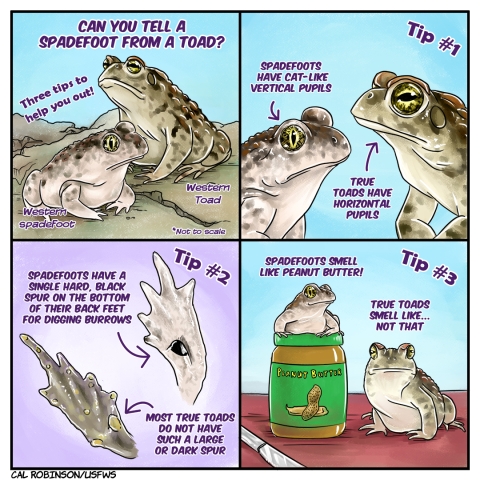 A four panel comic. Panel 1 says, can you tell a spadefoot and a toad? three tips to help you out. There is a colored drawing of a western spadefoot and a western toad side by side. Panel 2 says, tip number 1. spadefoots have cat-like vertical pupils, while true toads have horizontal pupils. There is a new drawing of the face of the spadefoot and the toad, showing spadefoots vertical pupil and toads horizontal pupil. Panel 3 says, tip number 2. spadefoots have a single hard black spur on the bottom of their back feet for digging burrows, while most true toads do not have such a large or dark spur. There is a drawing of the underside of a spadefoots back foot showing the large black spur, and the underside of a toads back foot showing small yellow spurs. Panel 4 says, tip number 3. spadefoots smell like peanut butter! true toads smell like... not that. The drawing shows a happy spadefoot on top of a jar of peanut butter and the toad next to the jar looking disgruntled. End comic.