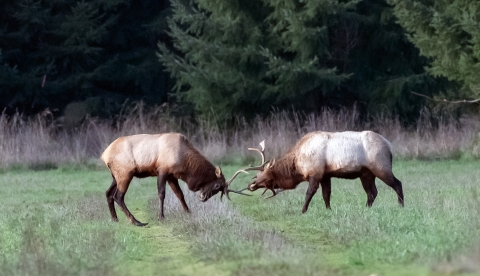 Two bull elk spar, one showing elk hook disease on right rear hoof.
