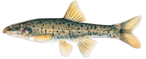 Illustration of a small fish