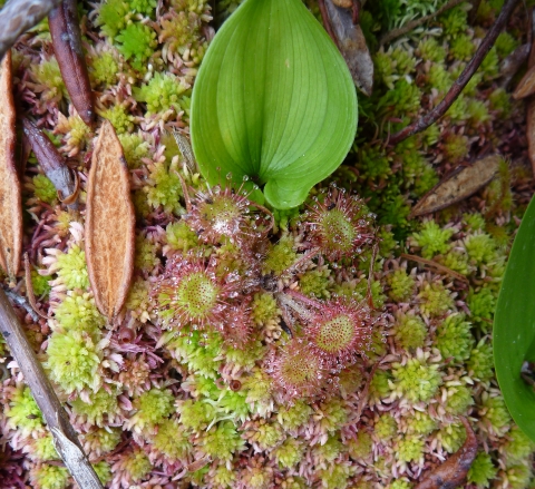 A carnivorous plant with sticky droplets exuding from hairs on its leaves grows with sphagnum moss.