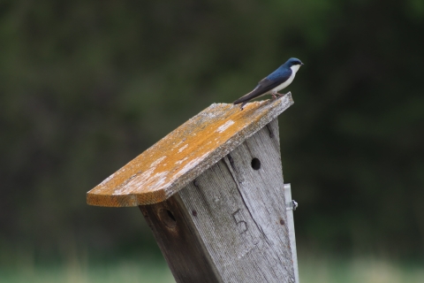 A small, blue, black, and white bird perches on top of a birdhouse.