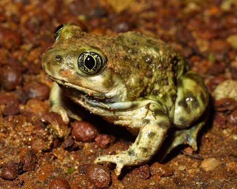 a western spadefoot frog with light and green blotches and vertical slit pupils
